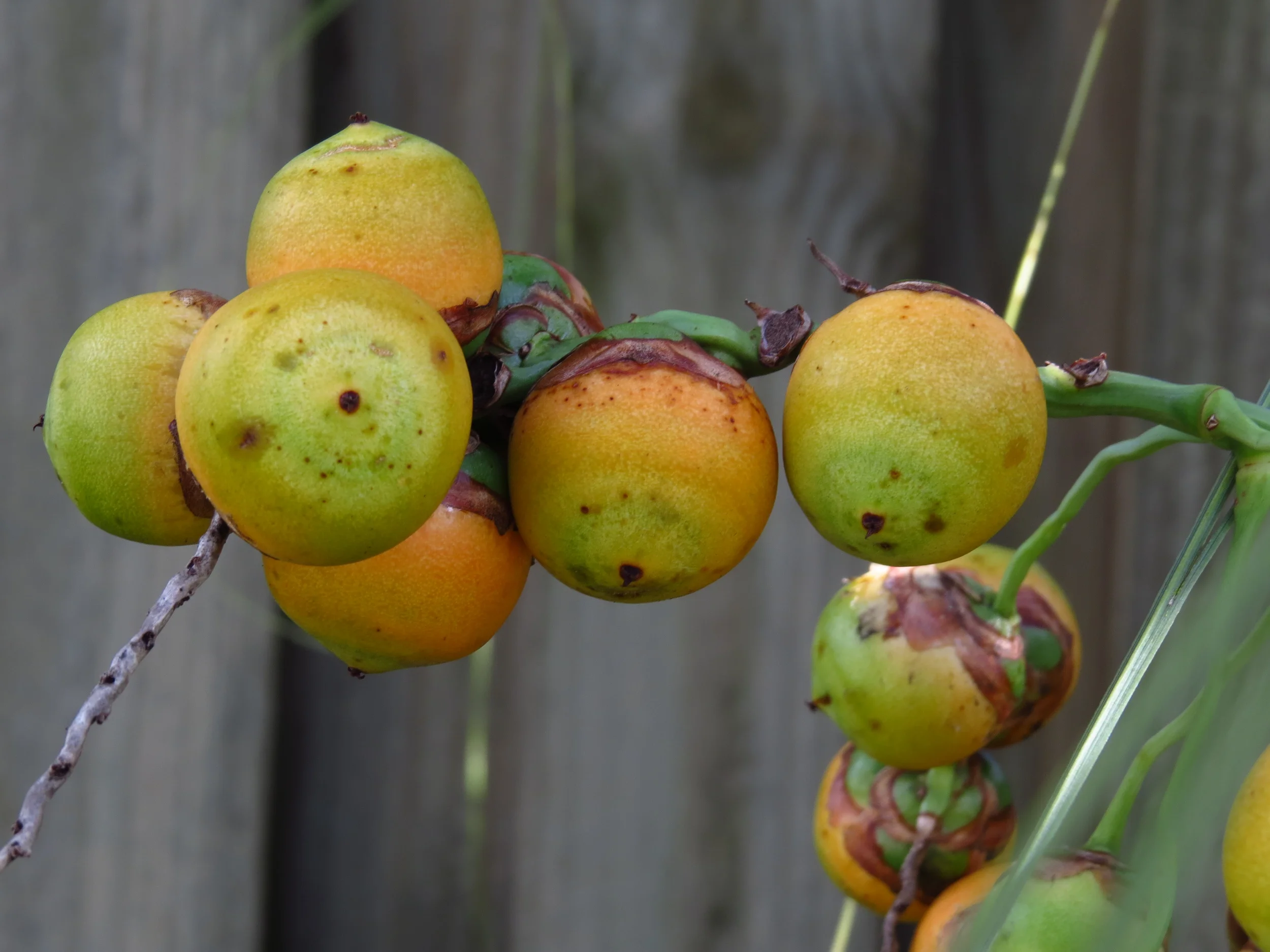 "Ripening Dates"