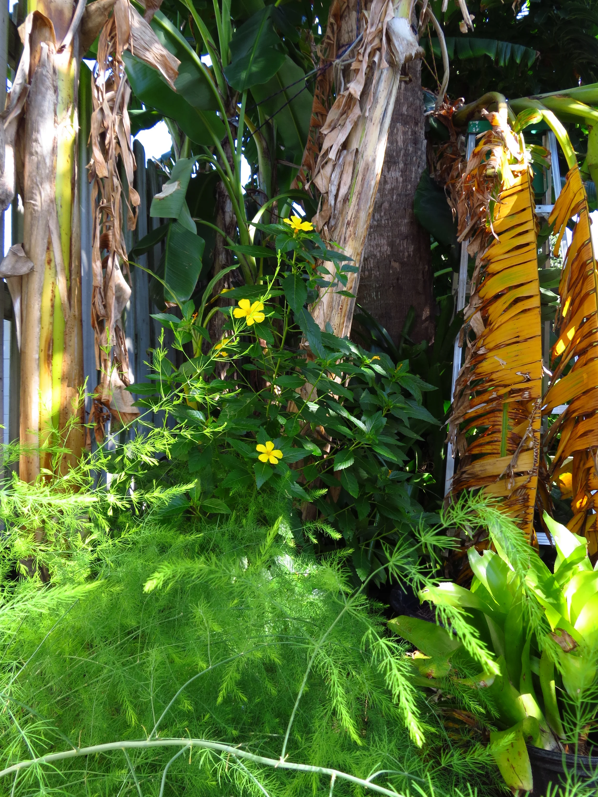 Asparagus under the banana trees