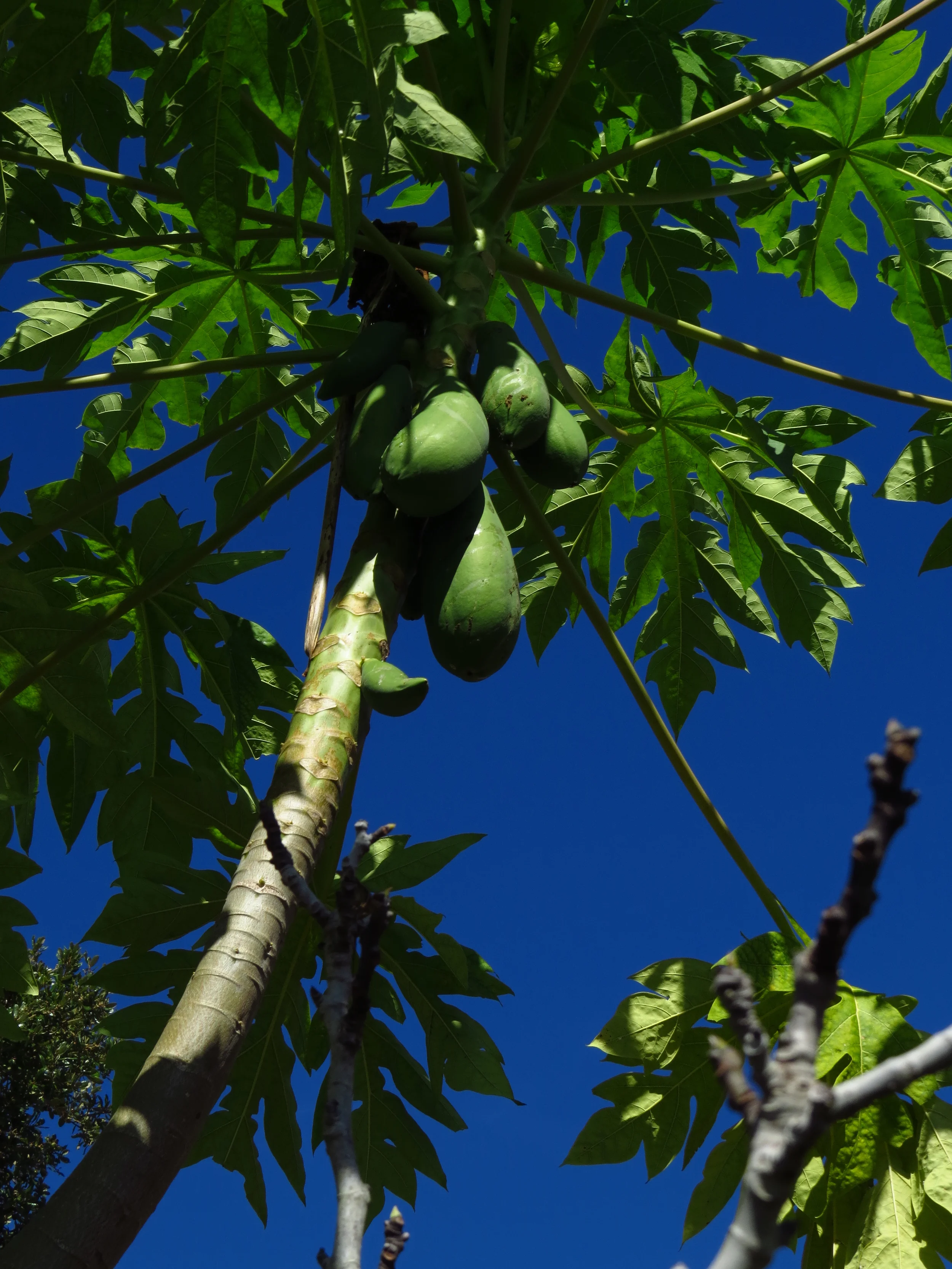 Papaya
