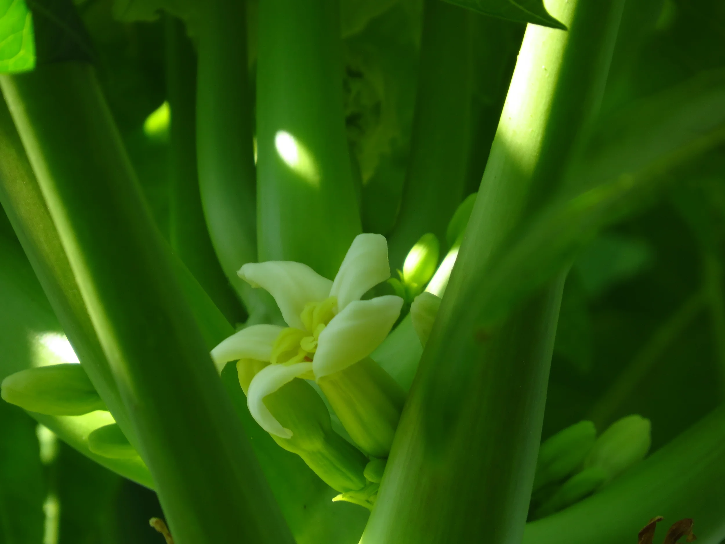 Papaya blossom