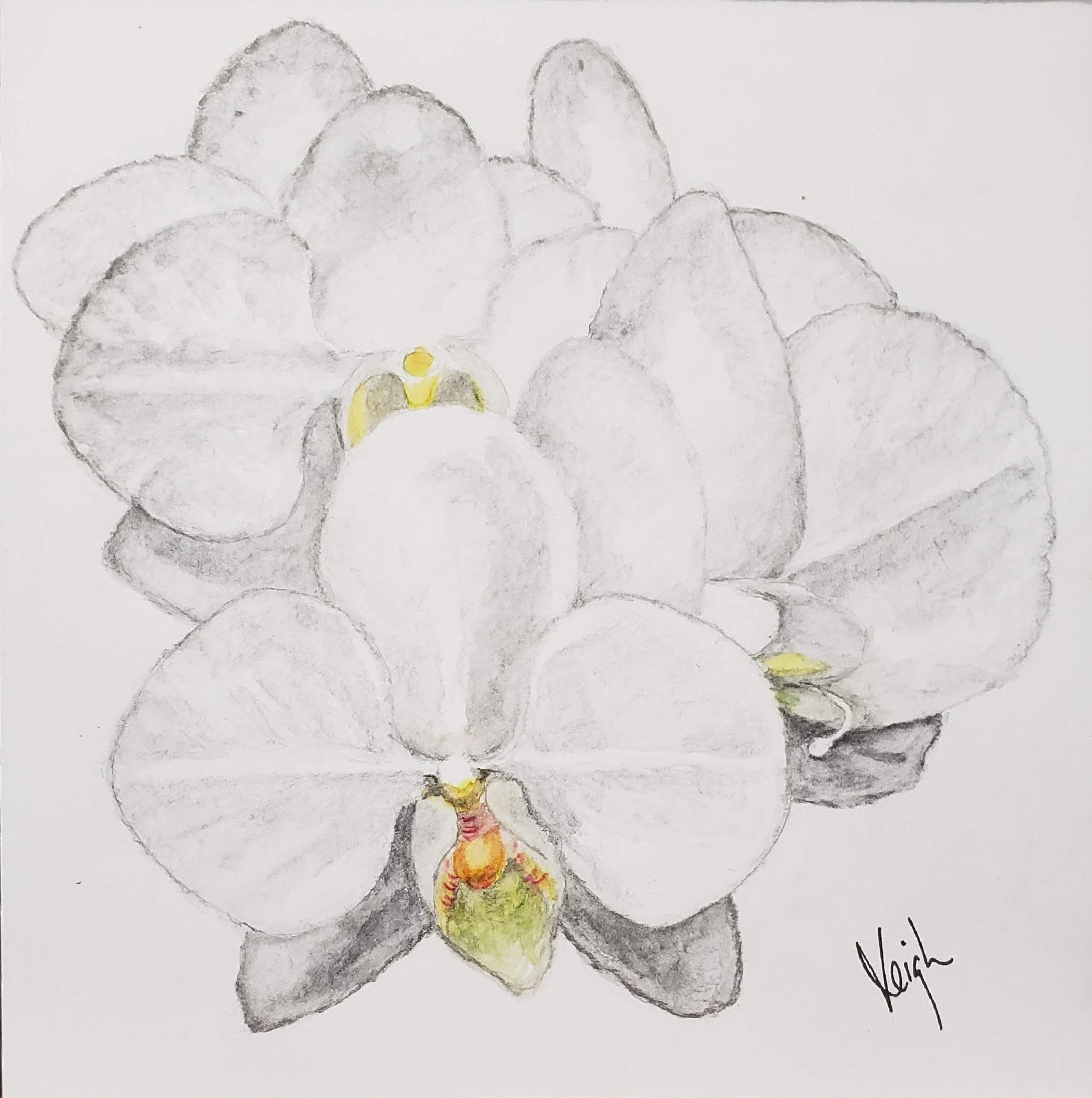 White Orchid - Lent 2022 Day 37