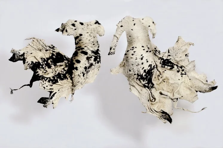 Nandipha Mntambo. Titfunti emkhatsini wetfu (The shadows between us) , 2013; cowhide, resin; left: 125 x 134 x 29 cm, right: 147 x 152 x 27 cm. Courtesy of the Artist and Andréhn-Schiptjenko, Stockholm.