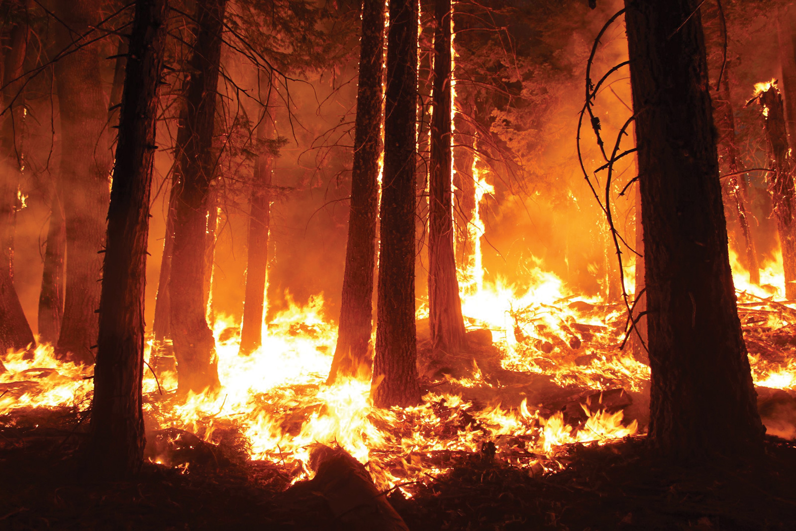 Rim-Fire-photo-credit-USFS-Mike-McMillan.jpg