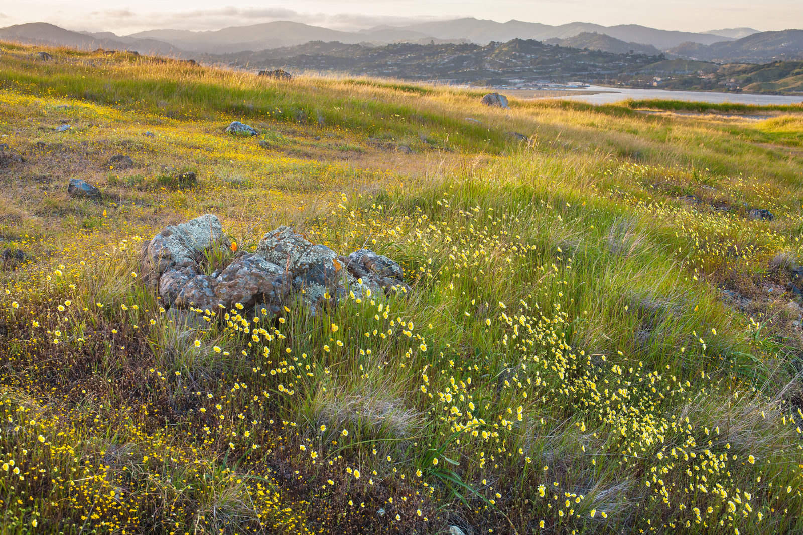 Tidy tips blooming in the foreground with Corte Madera houses in the background. From the “Beauty and the Beast: California Wildflowers and Climate Change” project. (Photo by Rob Badger, 2009)