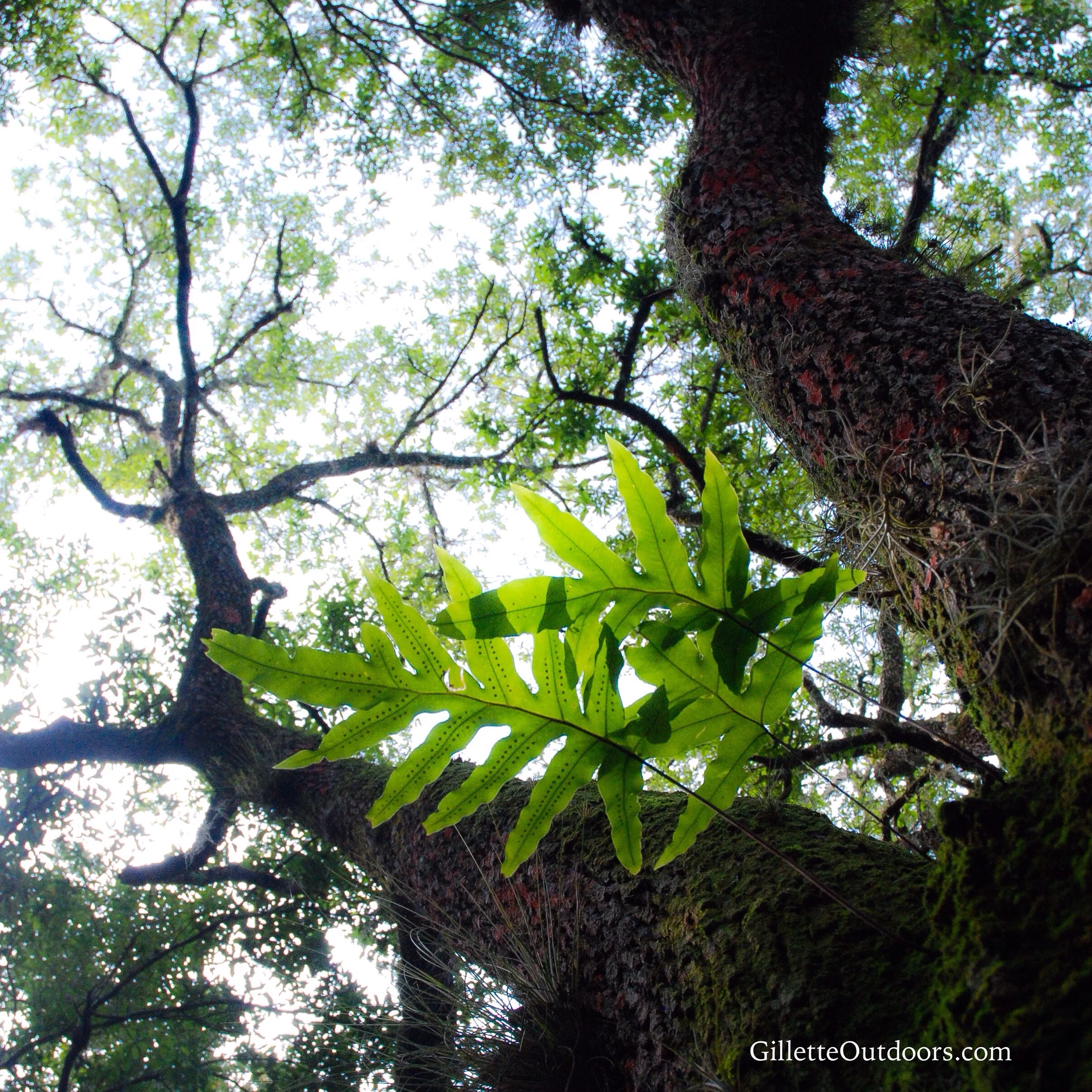 Damp and humid, this is the perfect home for ferns of all kinds.