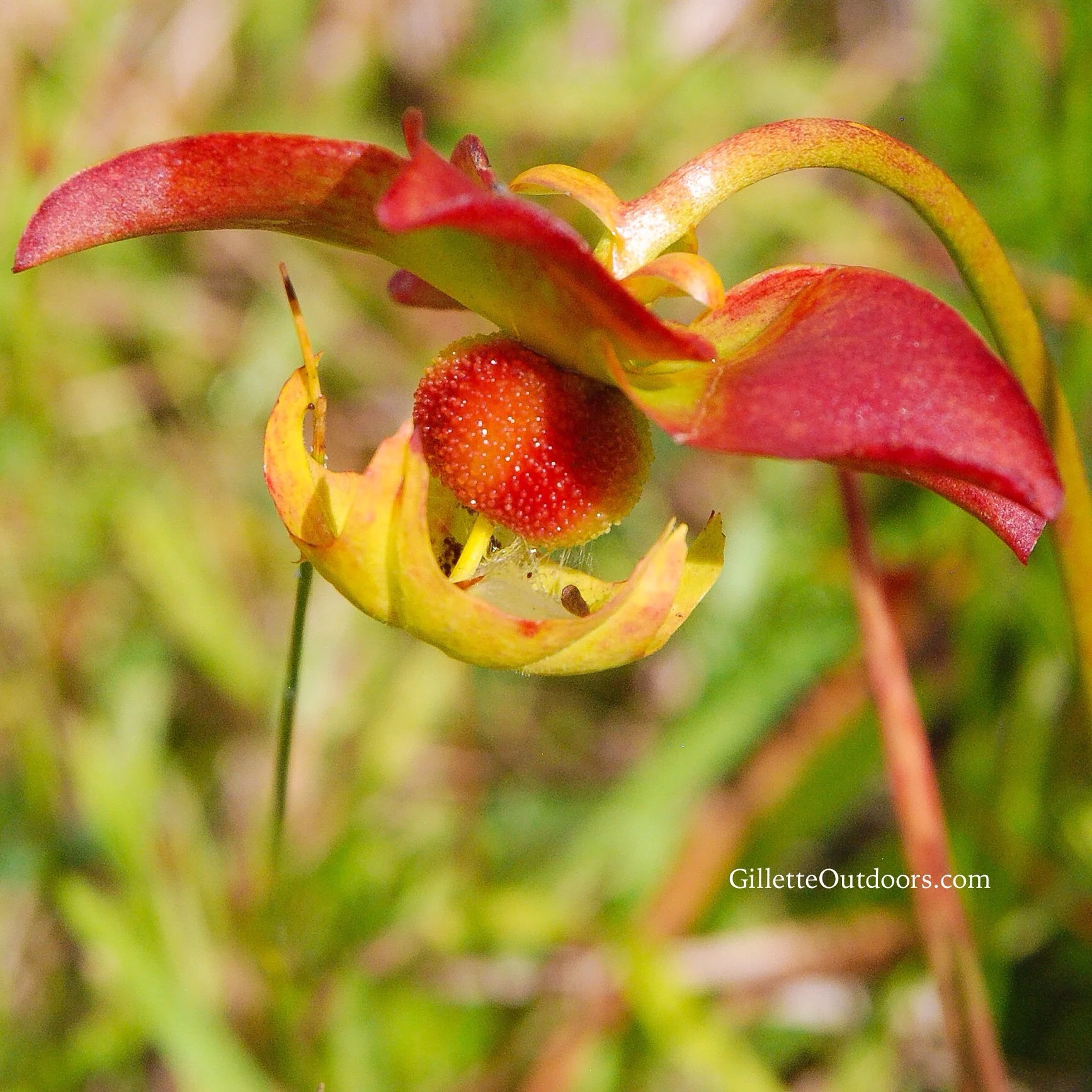 Here is the oddly beautiful bloom of the Pitcher Plant.