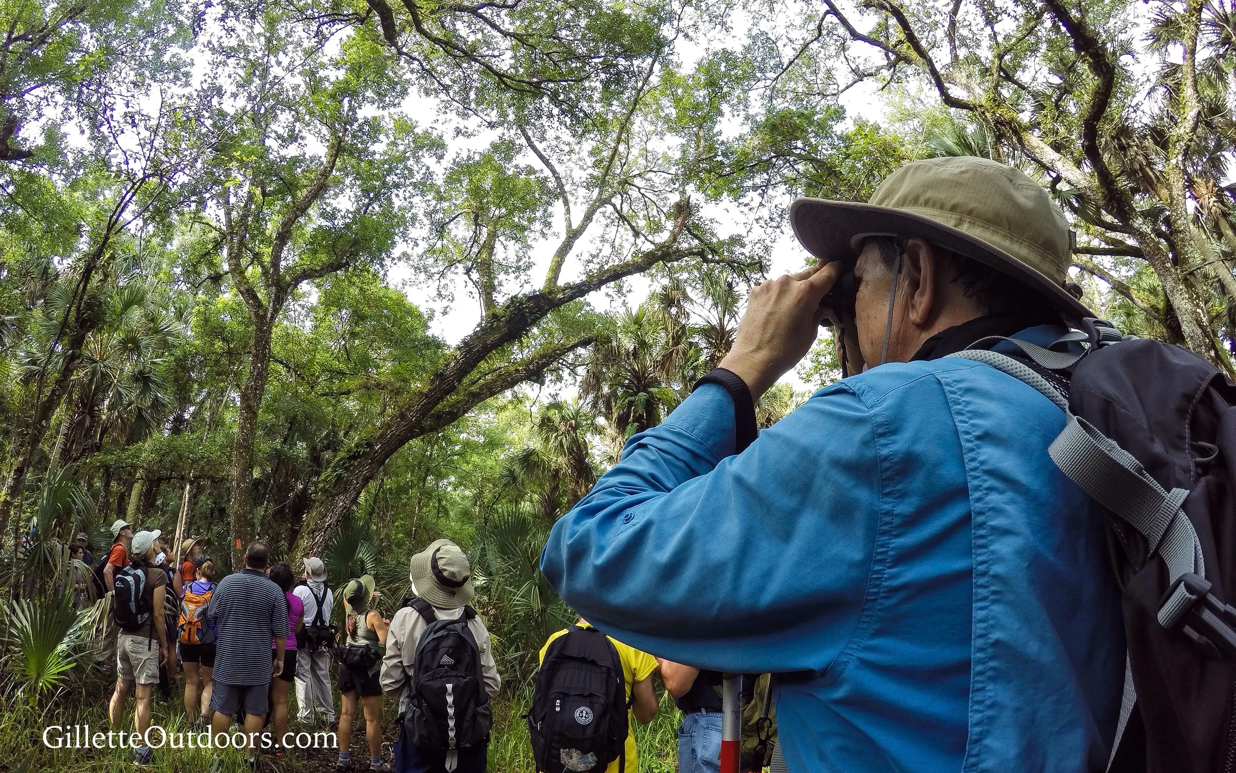 Here is Jeff and the group checking out a Butterfly Orchid way up in this tree.
