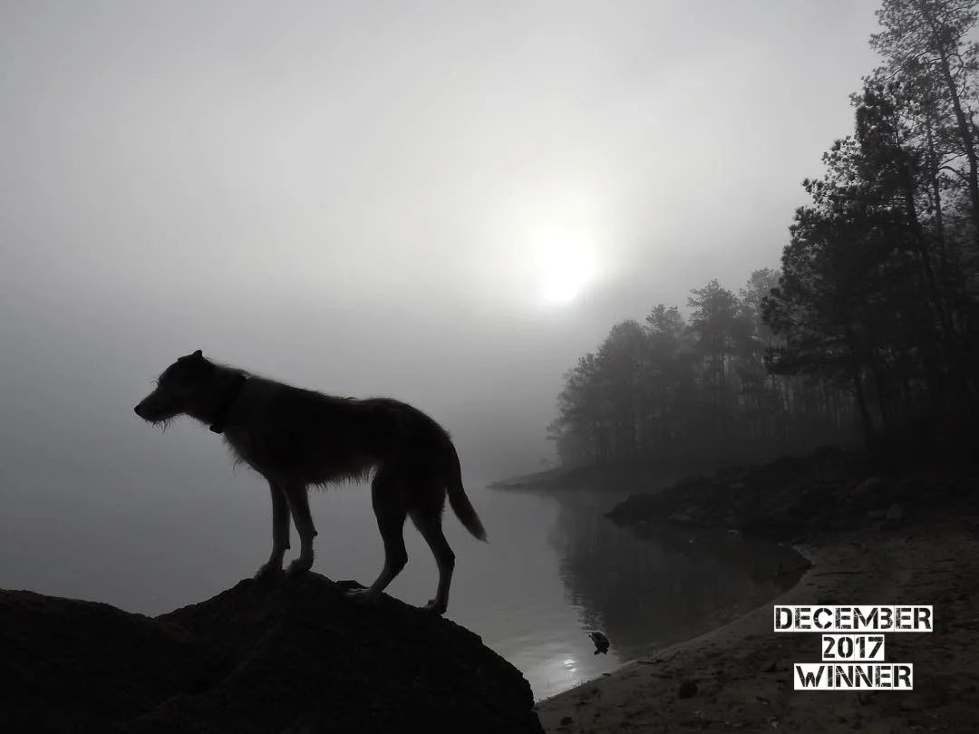The theme of the December G.O. Photo Contest was " Let the light shine in". This Stunning shot from Jeff S. @Kayakjeff7 on Instagram plays with the light and shadows so perfectly. The white soft glow of the fog and subtle reflection off of the water are like magic. The composition is outstanding, placing Sophie (the Dog) in the foreground on the bottom left point ( Rule of Thirds ) and then the beach and forest follow the right two points of interest. This is an amazing Image Jeff and the judges are defiantly blown away! Keep up the great work and I can not wait to see what you come up with next!