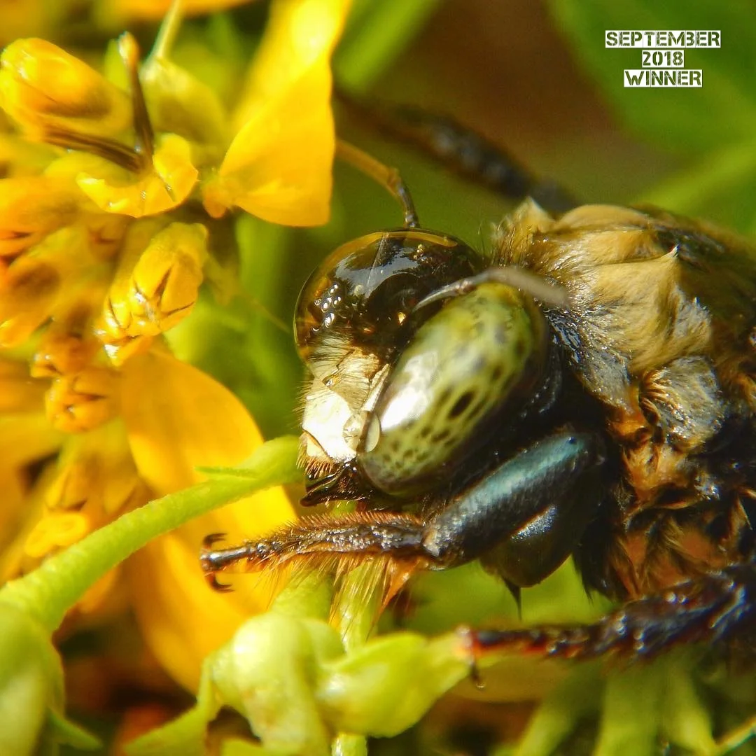 September 2018 and the winning photo with the theme “Droplets” goes to @ kayakjeff7 . Jeff this is out of this world! I was so excited to see so many amazing images from everyone this month. The judges took time looking through all of the images and they all seemed to come back to this bright beautiful little bee. This image has a beautiful composition, color pallet, subject, and the droplet is so crazy! As outdoor photographers we sometimes look for the big picture, grand vista, and rolling landscape. Just look at how this tiny insect with a tiny droplet of water on its head is just as magnificent. Thank you so much for sharing your beautiful work with us every month Jeff I always love to see what you come up with!