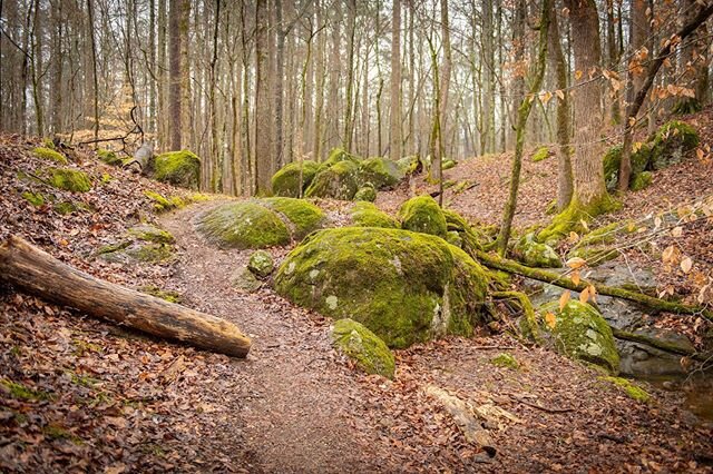 May your search through nature, lead you to yourself. #trail #nature #path #moss #forest #getoutthere