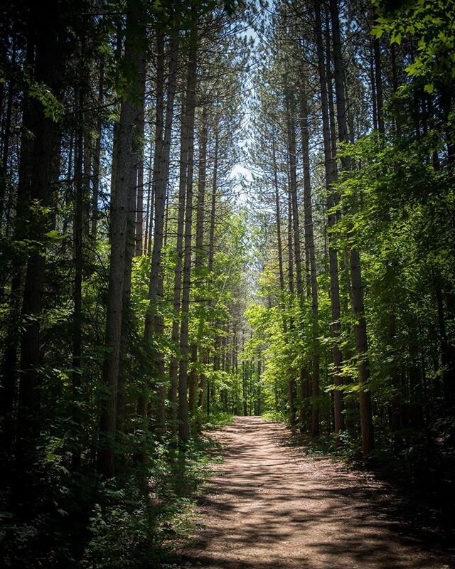 Who has been down a trail like this? Magical! When you step onto a trail like this isn&rsquo;t hard not to stop for a photo. 😊 #hiking #outdoors #nature #trail #camping #talltrees #inthepines