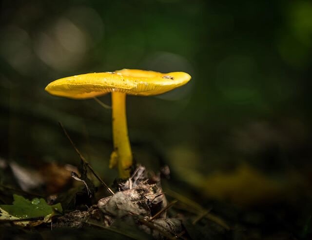 Mushrooms grow in damp places. That is why they are shaped like umbrellas. #mushroom #hiking #outdoors #nature #shroom #umbrella #letthelightin #camping