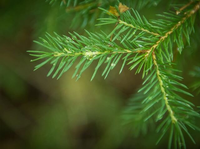 There is nothing like the smell of a cold pine covered trail! #smellssogood #hiking #nature #pine #trees #camping #outdoors