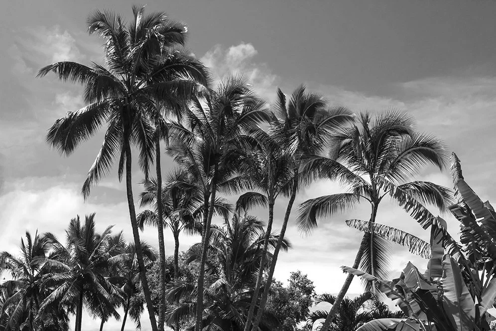 Hawaiian palms on the Road to Hana — photograph by Adam Stagner