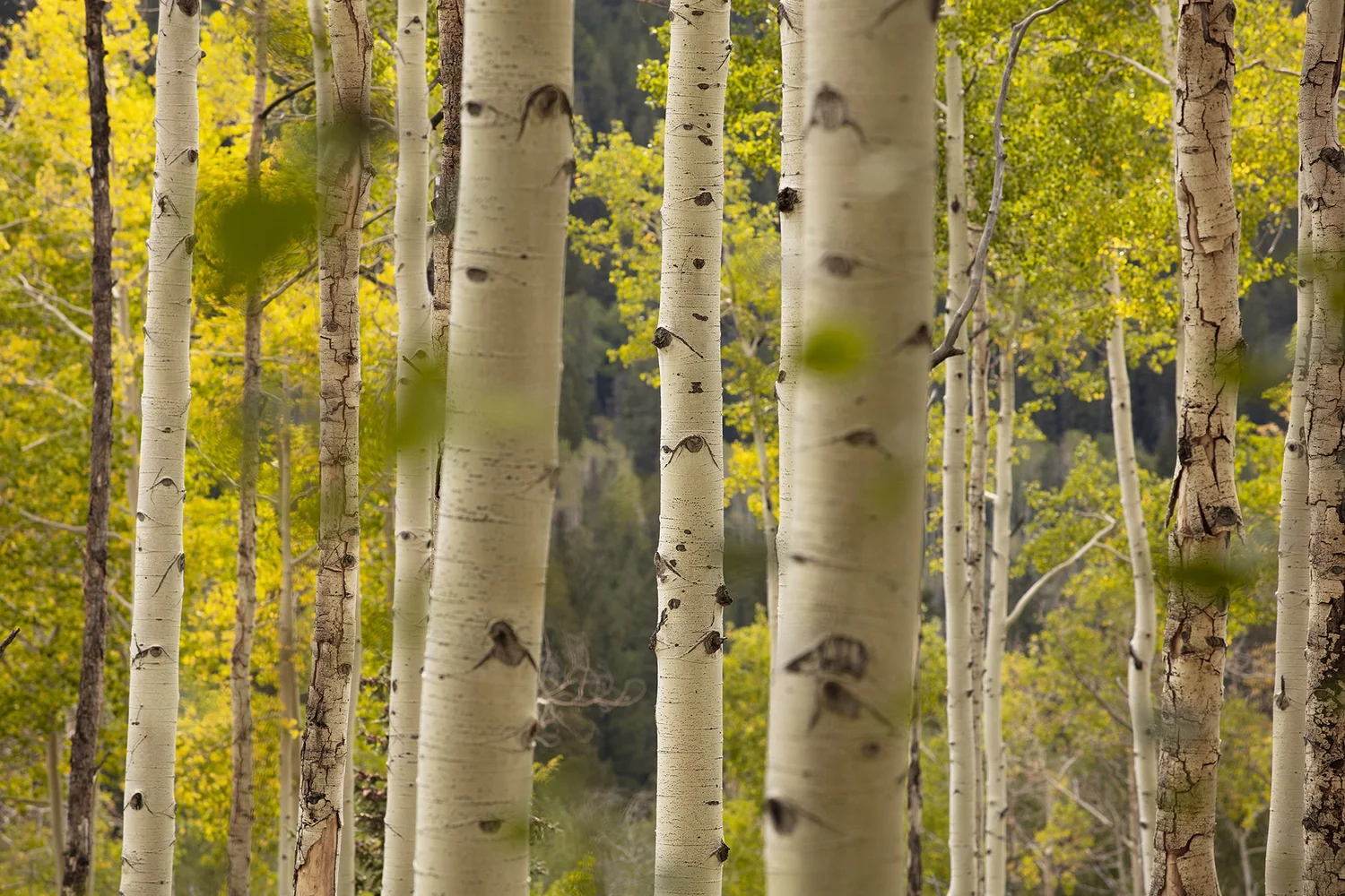 Aspen trees in Colorado — photograph by Adam Stagner