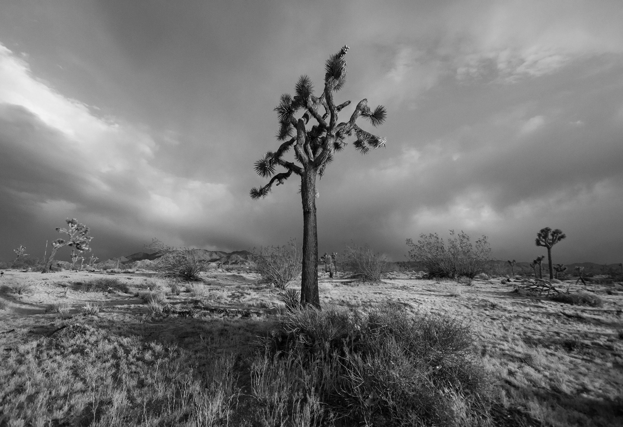 Joshua Tree National Park | Yucca Brevifolia California Wall Art Nature Prints Landscape Photography Metal Print Canvas