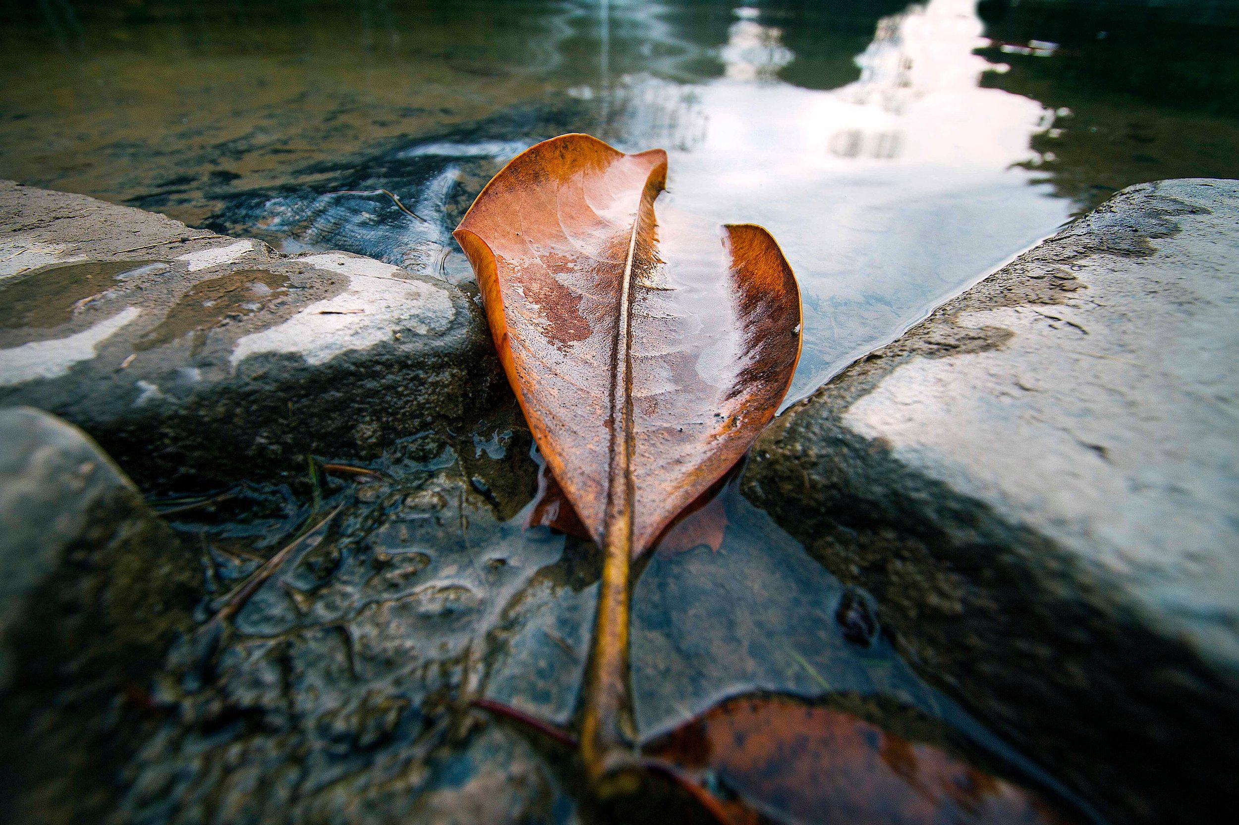 Lone Leaf | Nature Wall Art Landscape Photography Prints Tennessee |Canvas Metal Home and Office Decor