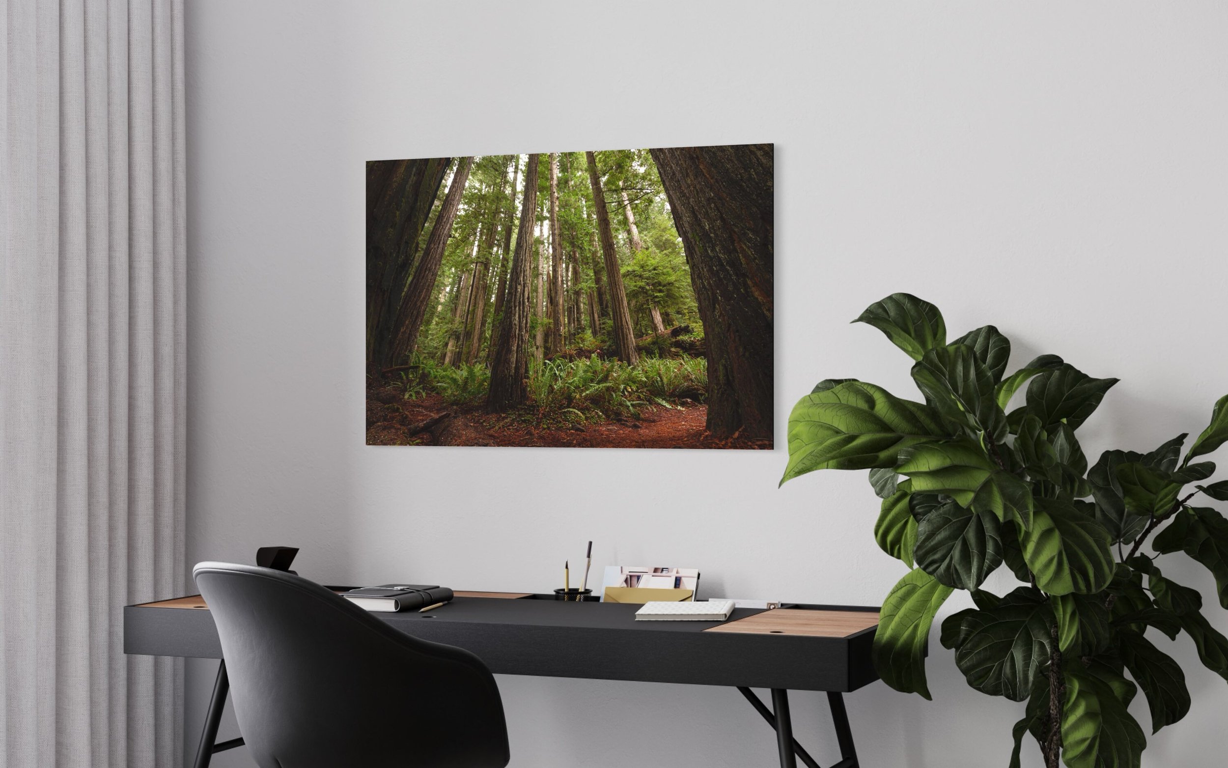 Prairie Creek Redwood Forest | Orick California Nature Wall Art Landscape Photography Trees Canvas Prints Metal