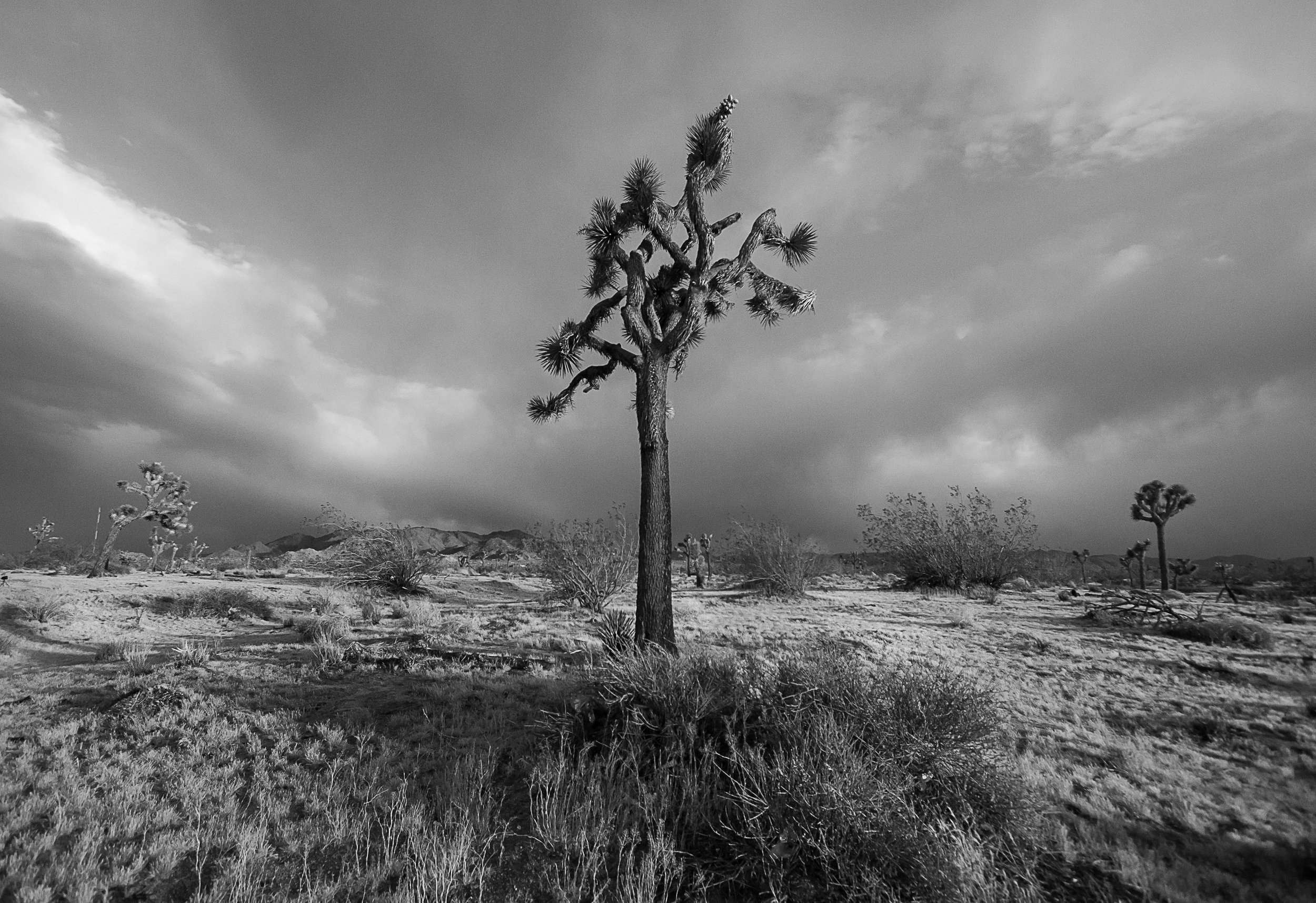 _MG_0132 copy.jpg