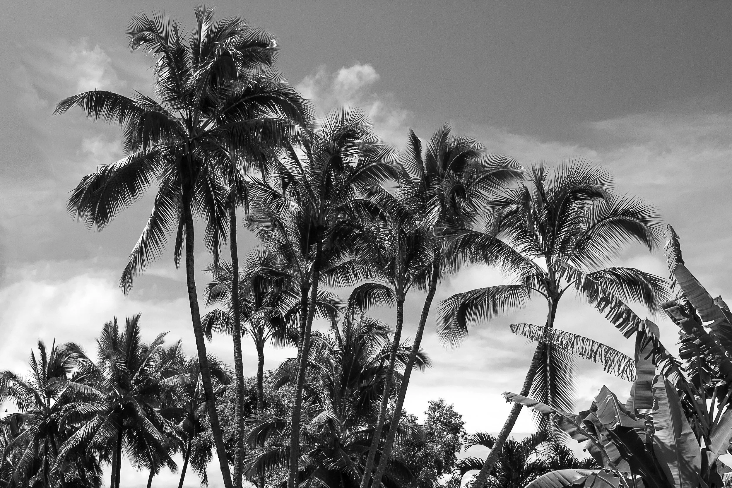 _MG_7291 copy_BW.jpg