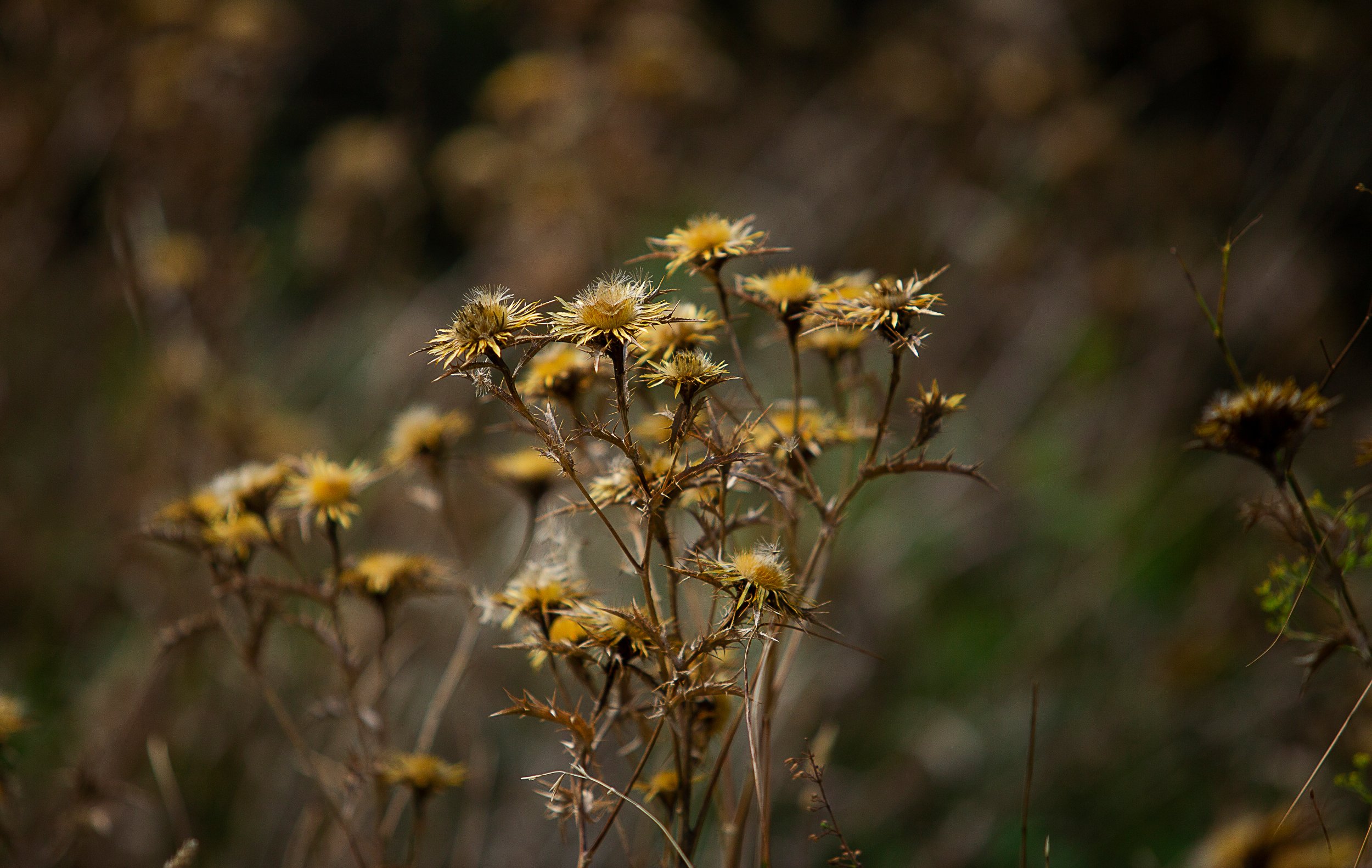 IMG_8746.jpg