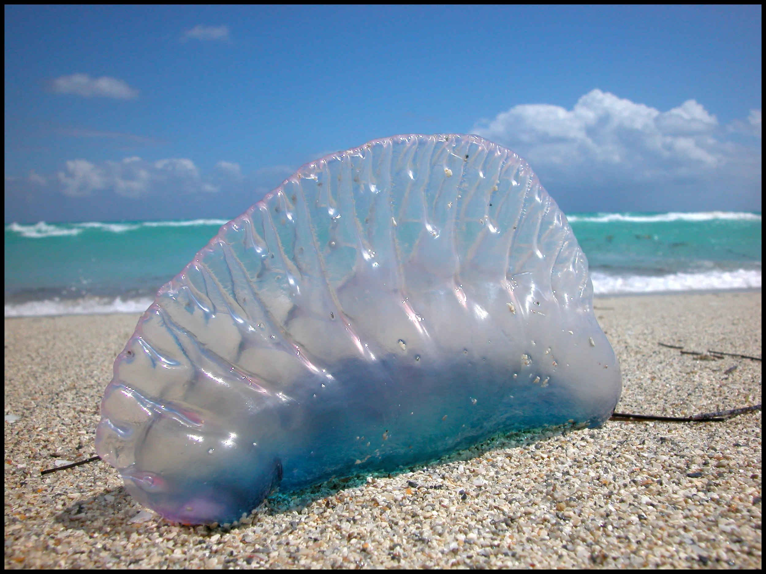 Jellyfish Warning