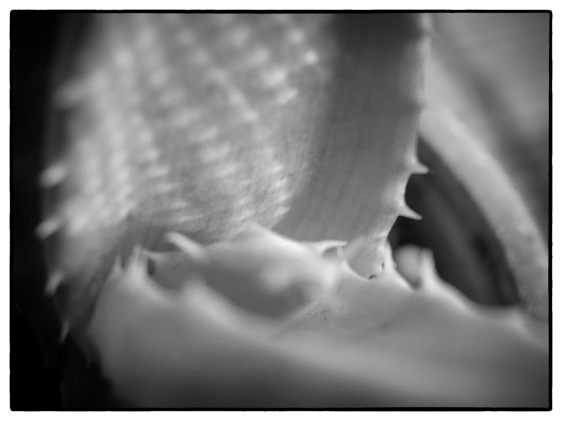 Aloe_Plant_Close_UP_BW_V1.jpg