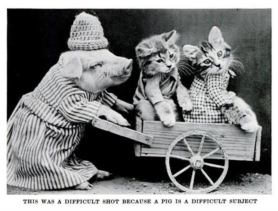 Like all the best discoveries, fell upon all of this accidentally. Life Magazine, 1937. 🐷🐱🐰