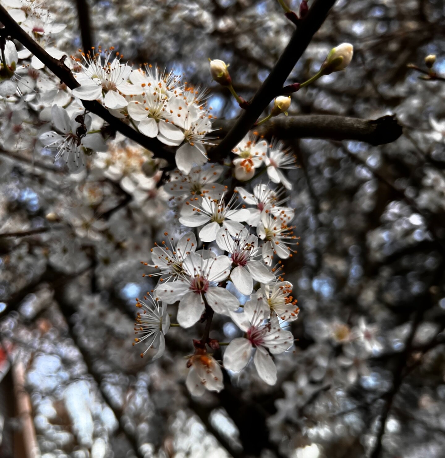 Sunshine and sweet-smelling blooming trees. It feels like all of Portland is enchanted right now. Even Mabel has an extra skip in her step on our walks. 🤍