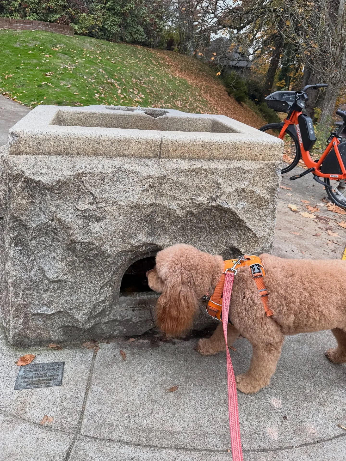 Mabel has been gleefully accompanying me each time I set out to fine tune the paths for my class&rsquo;s walking tours this spring. She was especially glad to check out the fountain and get a sip of water after a long hike in Forest Park. 🧡