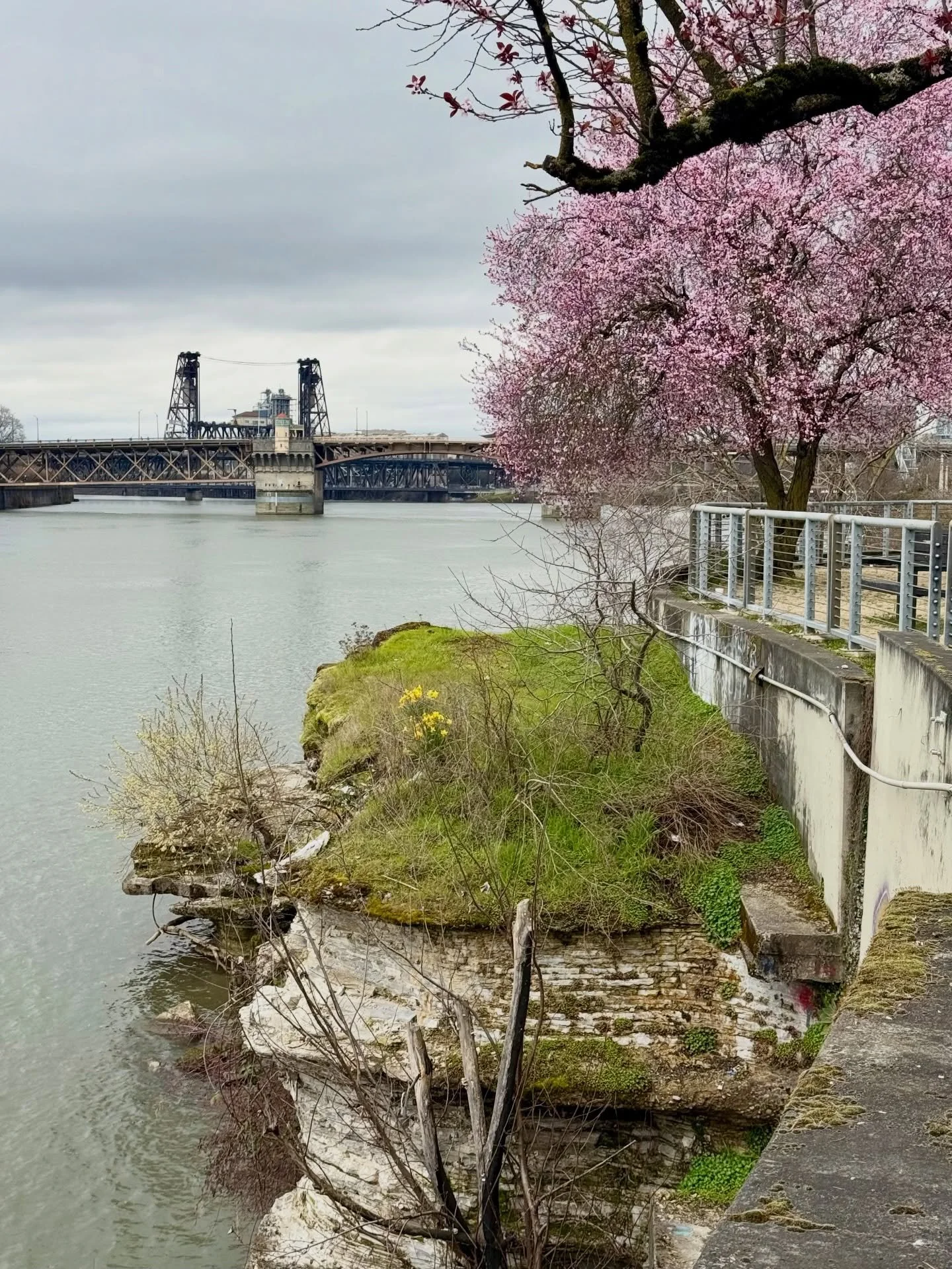 Thankful for whatever creature (human? feathered? rodent?) tucked the daffodil bulbs on this ledge above the Willamette. Bits of spring in an unexpected spot. 💛🌸