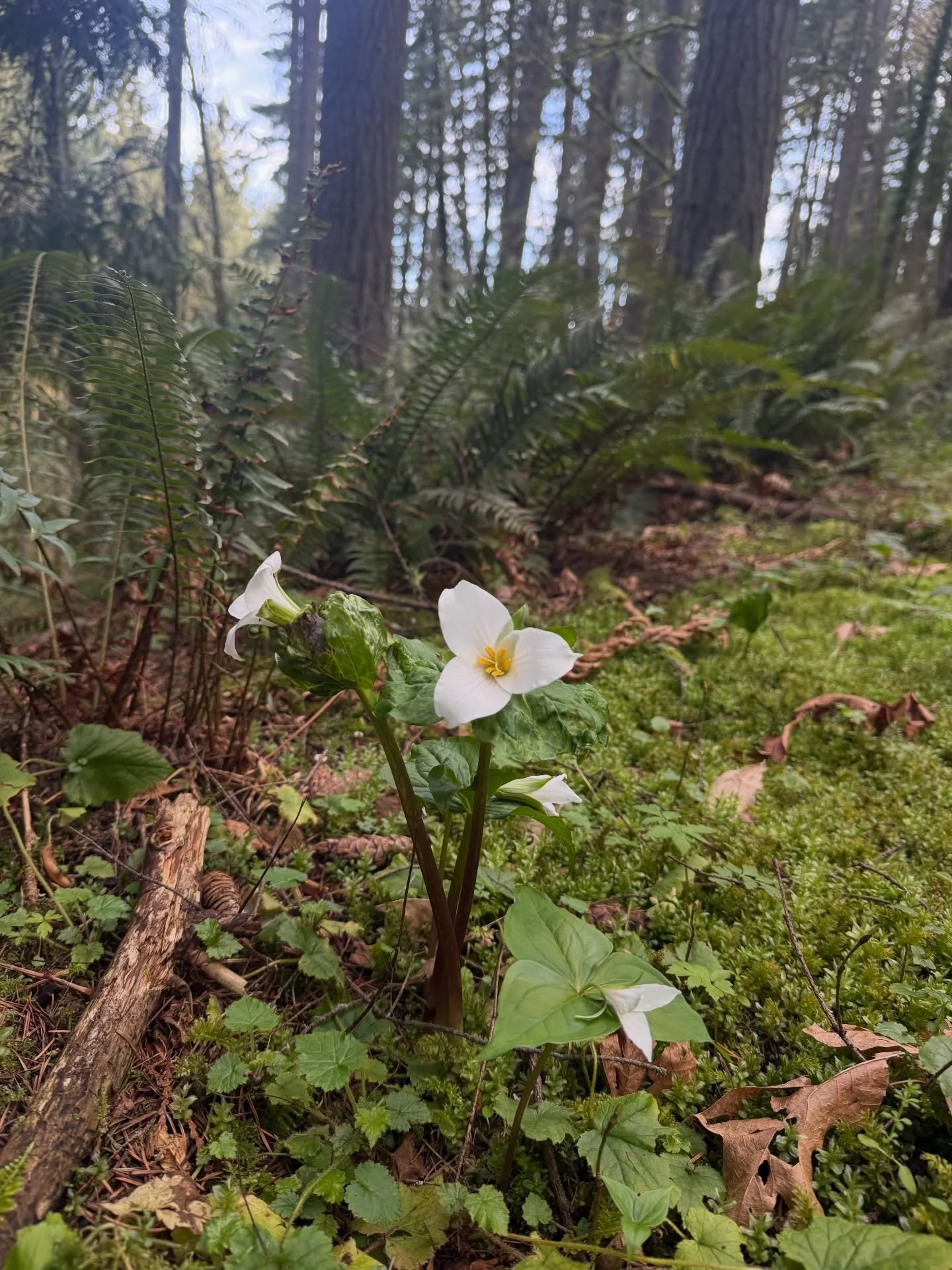 Happy spring! Spotted my first trillium of the season along Leif Erikson Drive while running through Forest Park this morning. Here&rsquo;s to all the spots of beauty (trillium, sweet coltsfoot, stream violet, and even stinky bob). 🌱