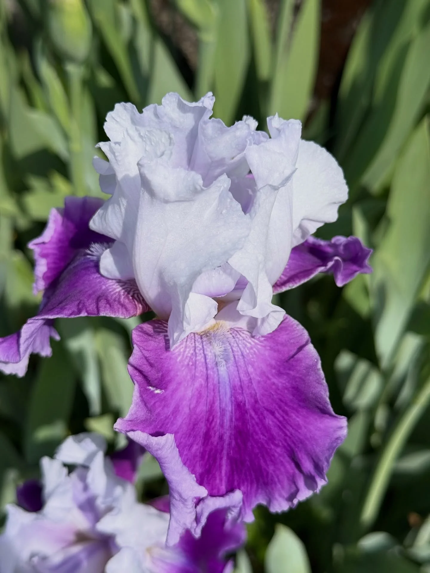 Iris season! 💜