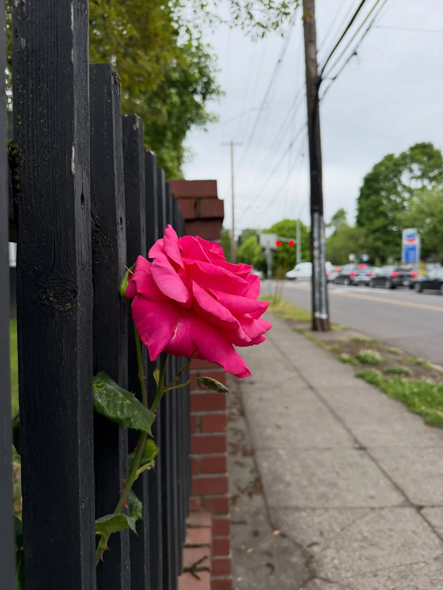 Grateful for all the Portland gardeners who care for the roses that peek out of fence lines and thrive along sidewalks right at the height of my nose. ❤️