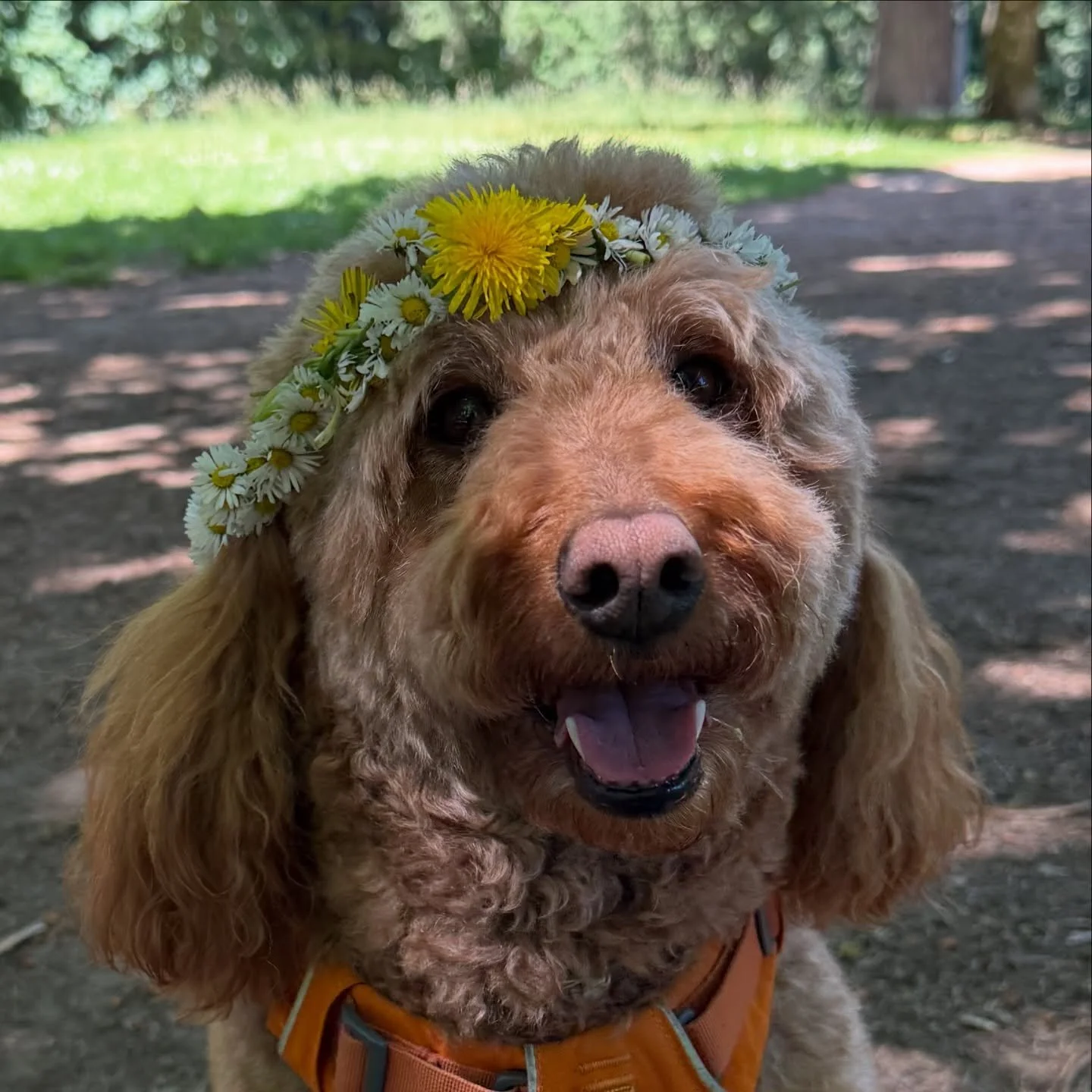 Someone left behind a beautiful flower crown at the top of Mt Tabor so of course Mabel put it on. 🧚👸🏼