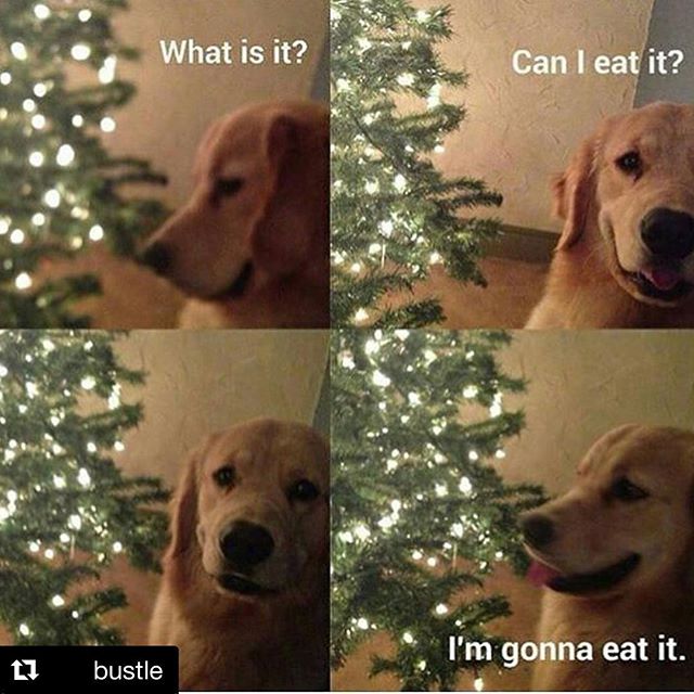 @bustle and @hilarioushumanitarian  understand that you can eat whatever you like. Whether it's fruitcake or trees, no shame #guiltfree #fruitcake #christmas #christmastree #noshame #shameless #holidays #dogs #dogsofinsta #goldenretriever #goldenretr