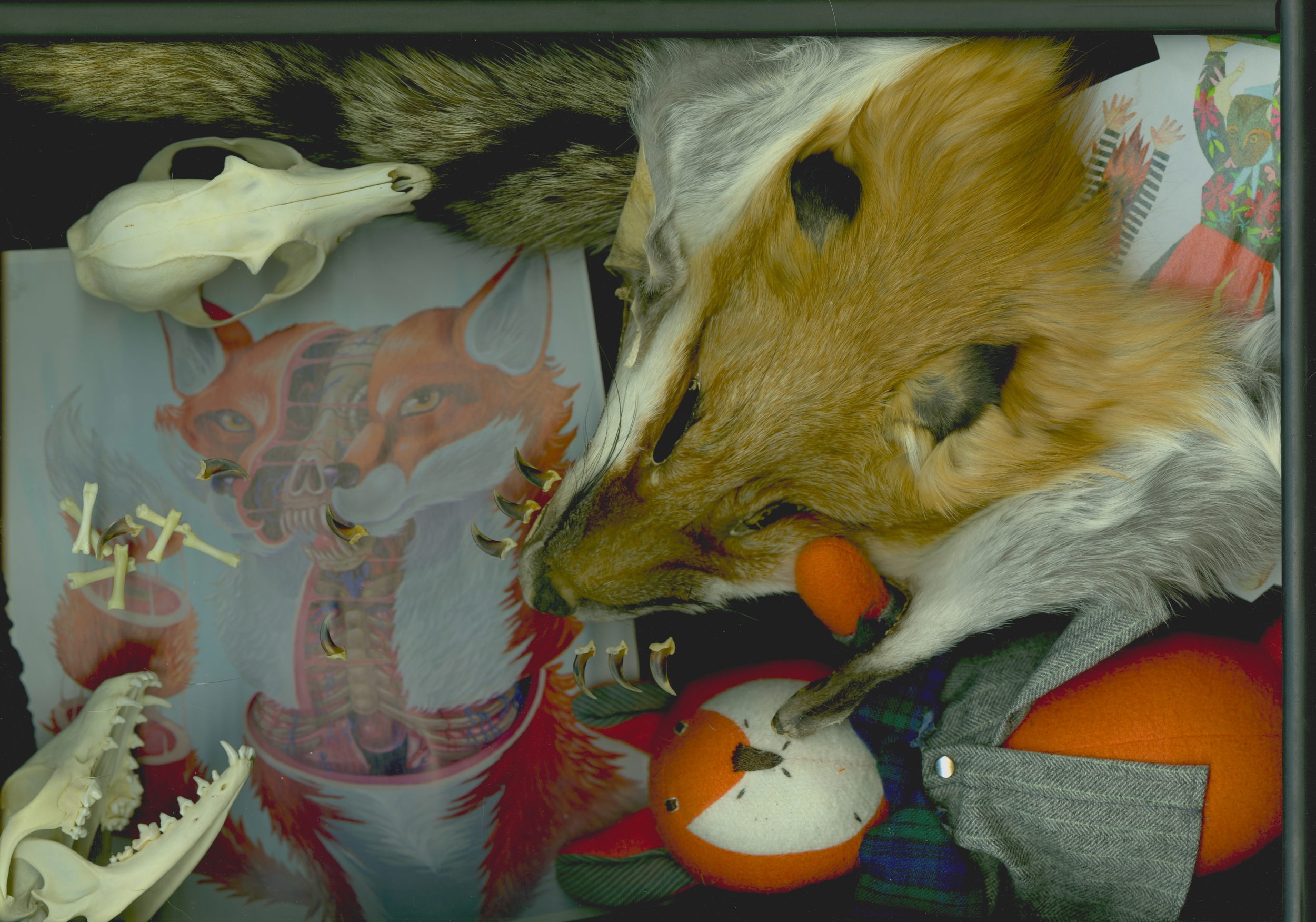 Accoutrements of a Fox Lover 1