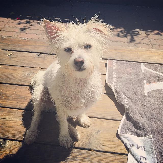 The &quot;I can't believe you just did that to me&quot; post-bath look 🐶🚿🛁🐥😒 #classic #chacethedog #bathtime #adoptdontshop #instadog #petstagram #dogsofig