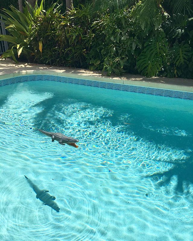 I think the shadow is scarier than the actual gator... 🐊 #gatorsighting #florida #poolday #summertime #alligator #wildlife