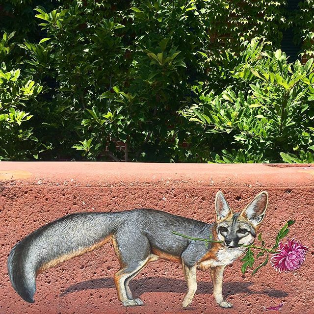 Redwood City is alright, I guess. 🦊 #spotted #foxy #fantasticmrfox #streetart #foxart