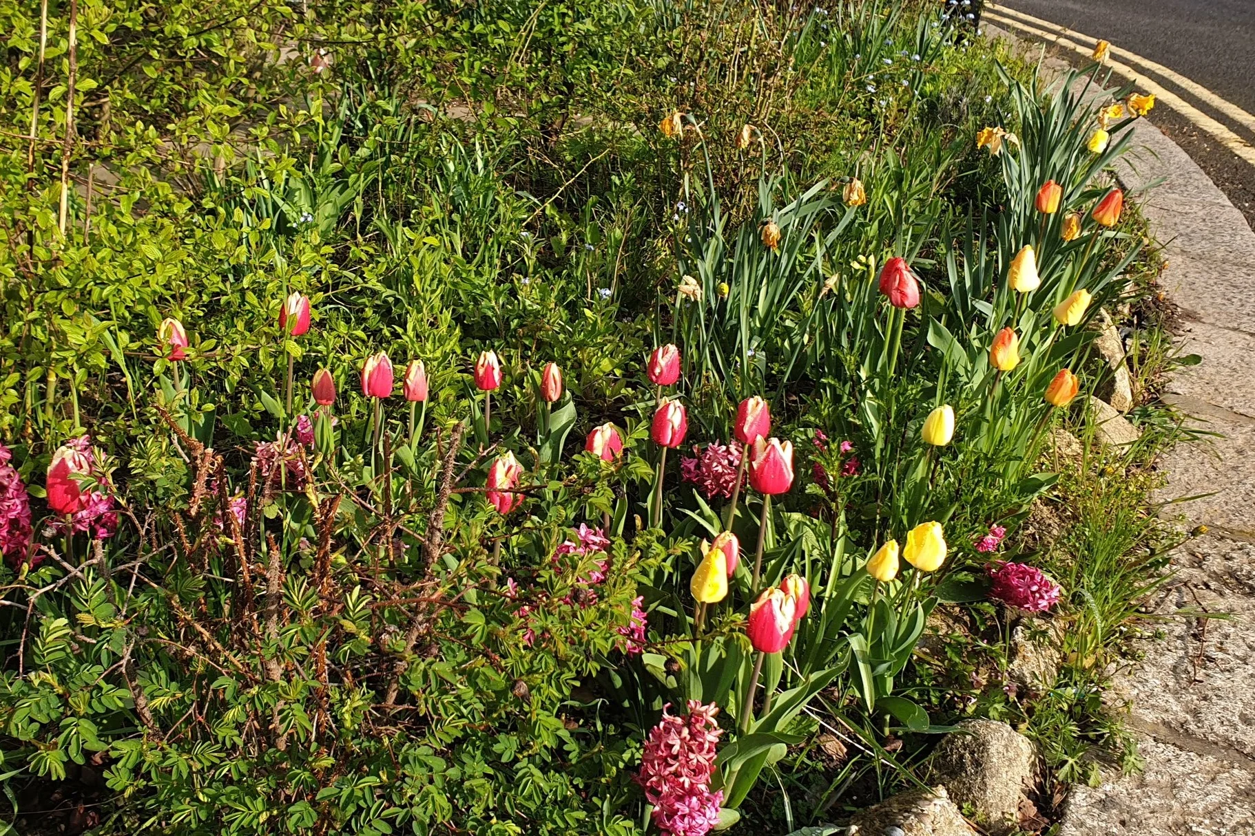 Crescent Rise Flower Beds, Spring 2019