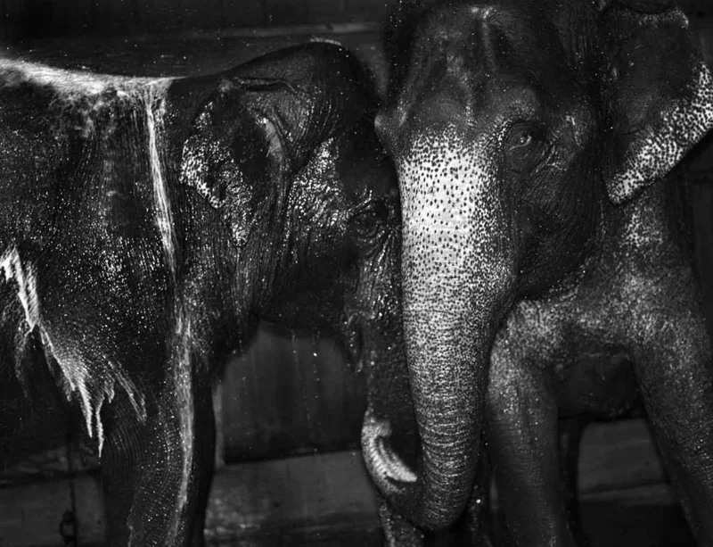E_elephants.jpg