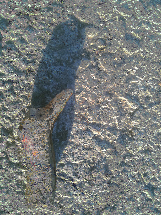 Shadow of a Snail 2010