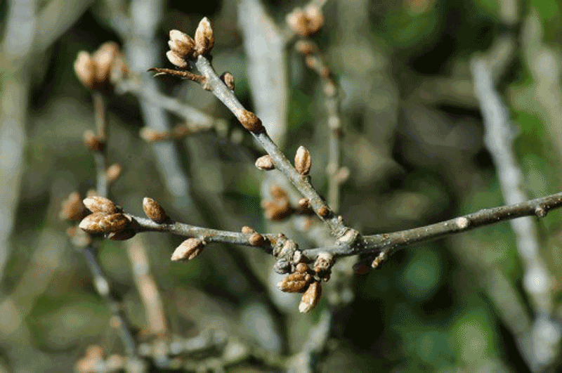 New Growth