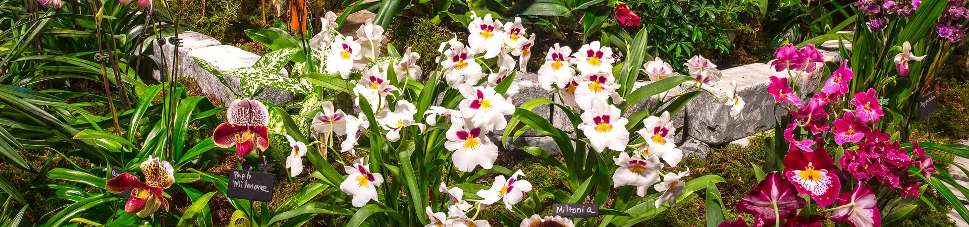 2017-gardens-orchids_450high.jpg