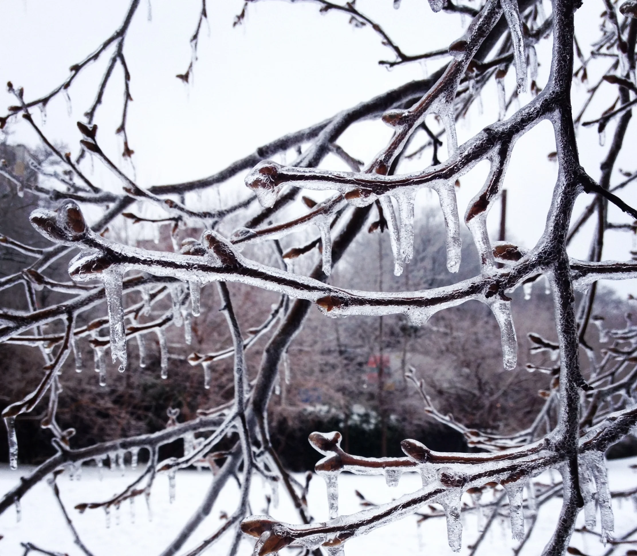 The Gift of Winter