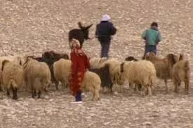 Green Pastures (Or Lack Thereof)