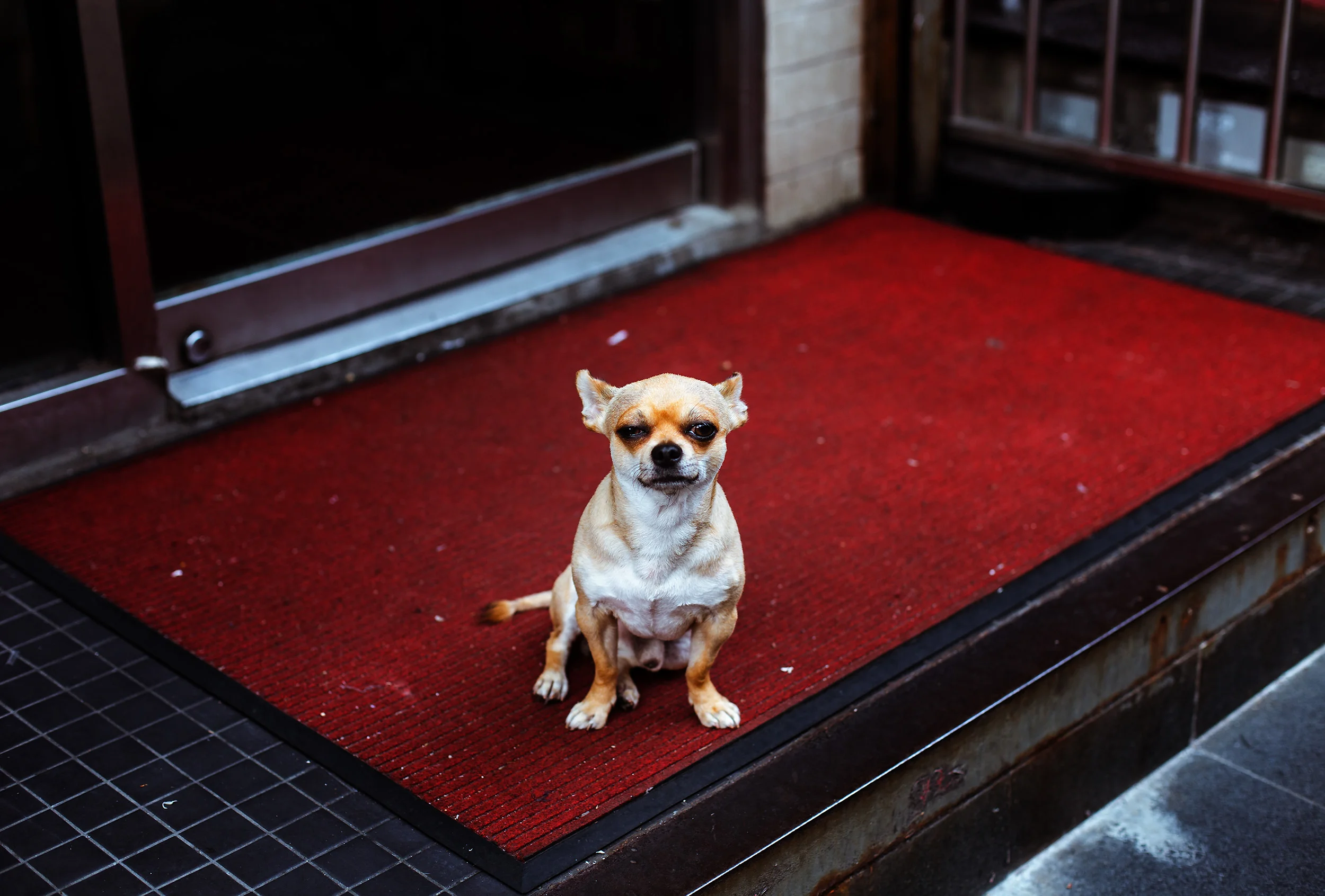 smol dog.jpg
