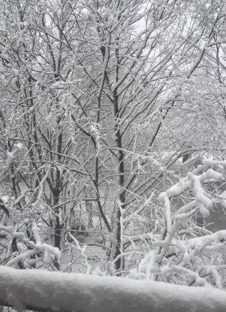 The view from my office window today.