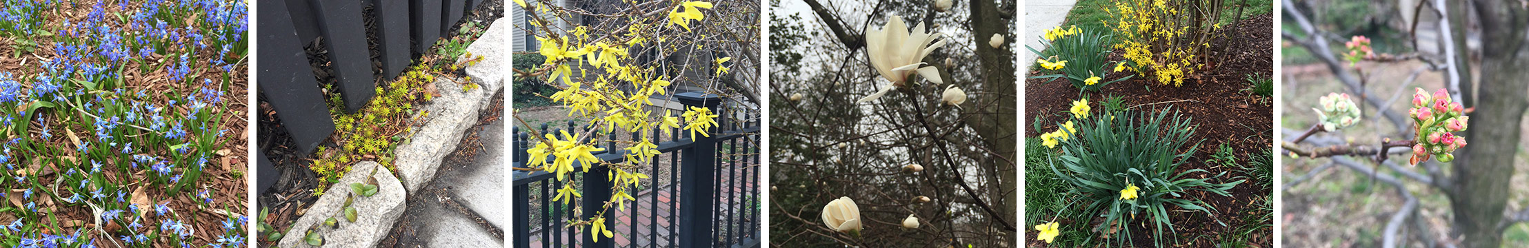 Early spring Sightings! I am inspired by the new growth that heralds a beautiful new season.